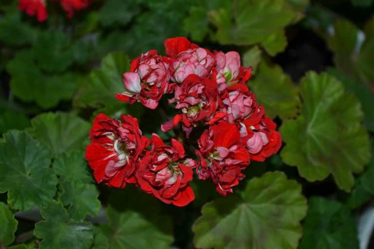 Мои сорта S - U Vectis Rosebud