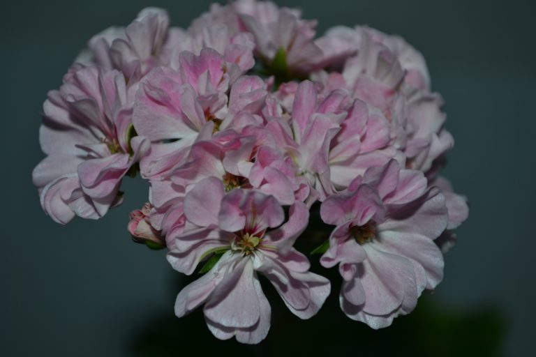 Мои сорта P - R Odensjö Violette Flore