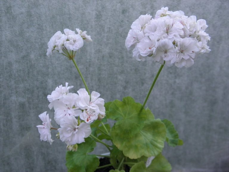 Мои сорта H - L Iris Mepham