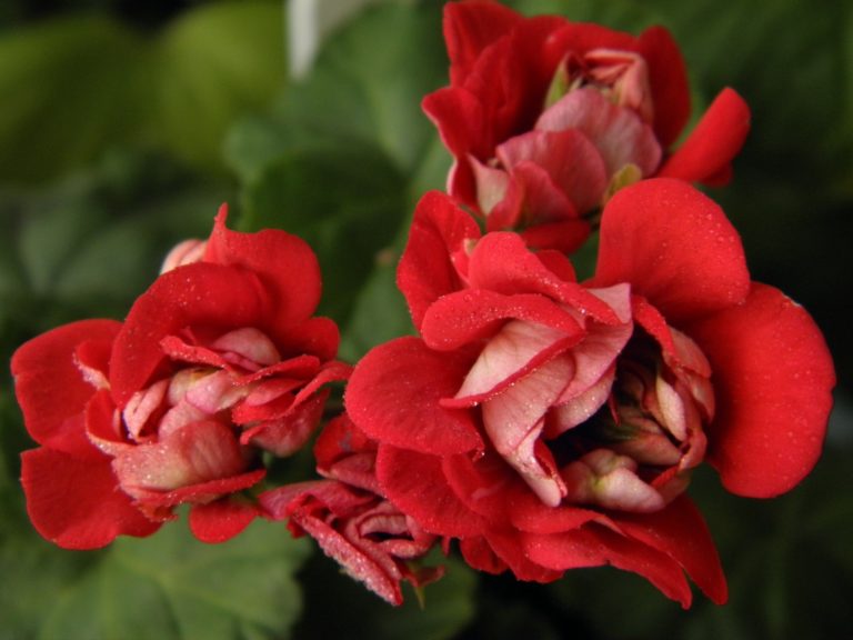 Мои сорта S - U Vectis Rosebud