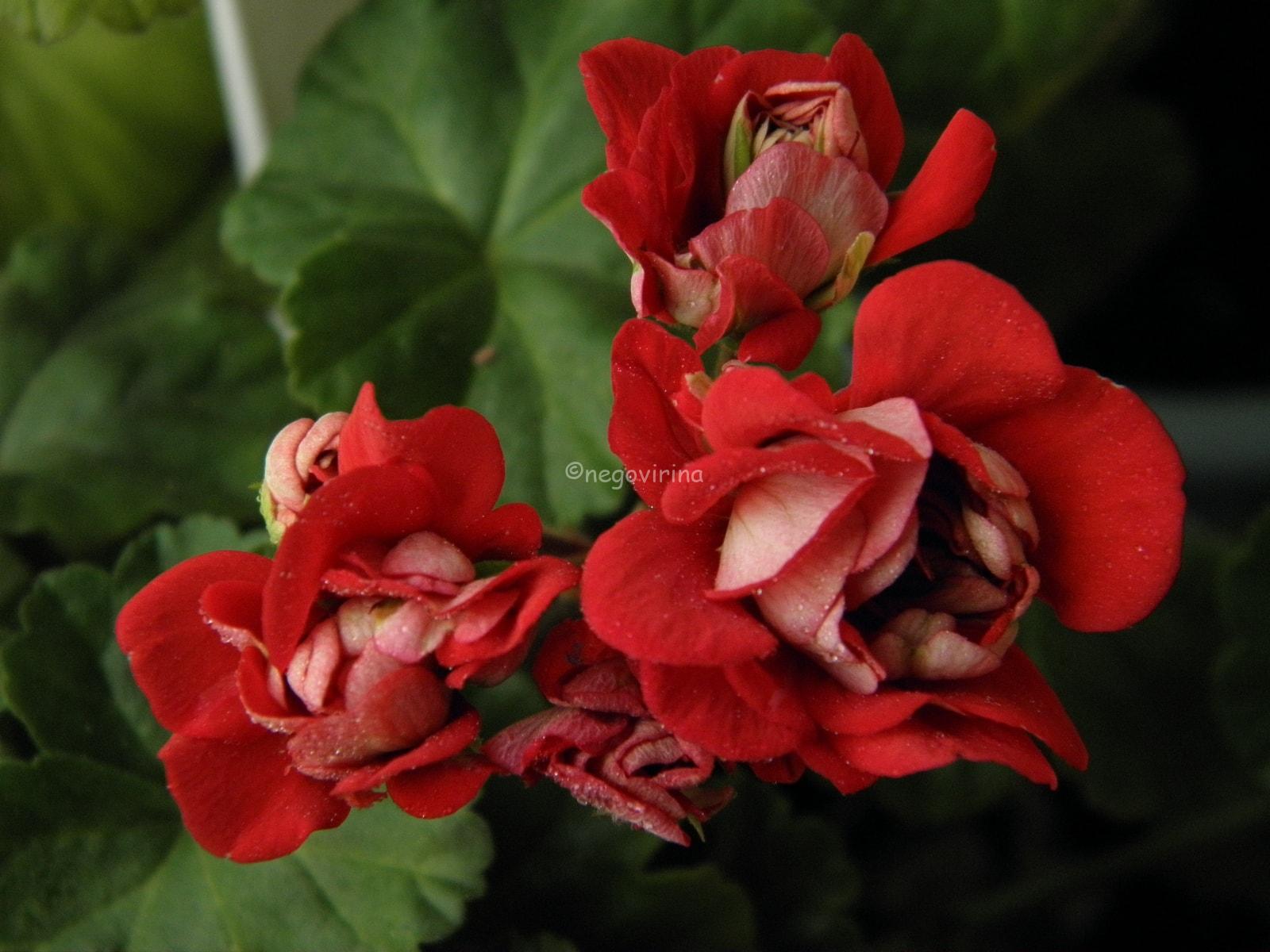 Vectis Rosebud Vectis Rosebud