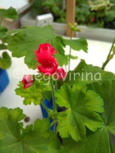 Andreas Rosebud Andreas Rosebud
