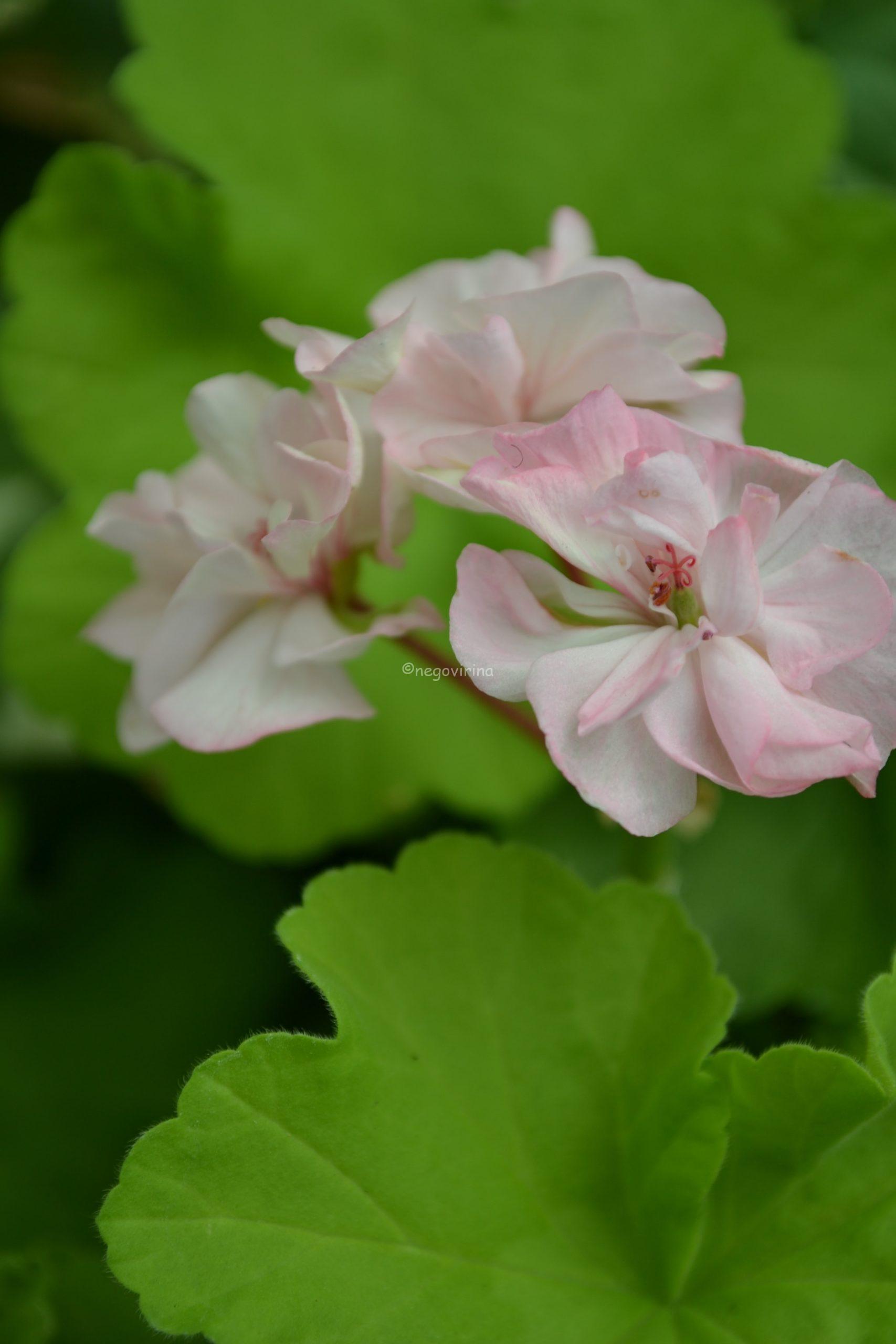 Deacon Golden Lilac Mist