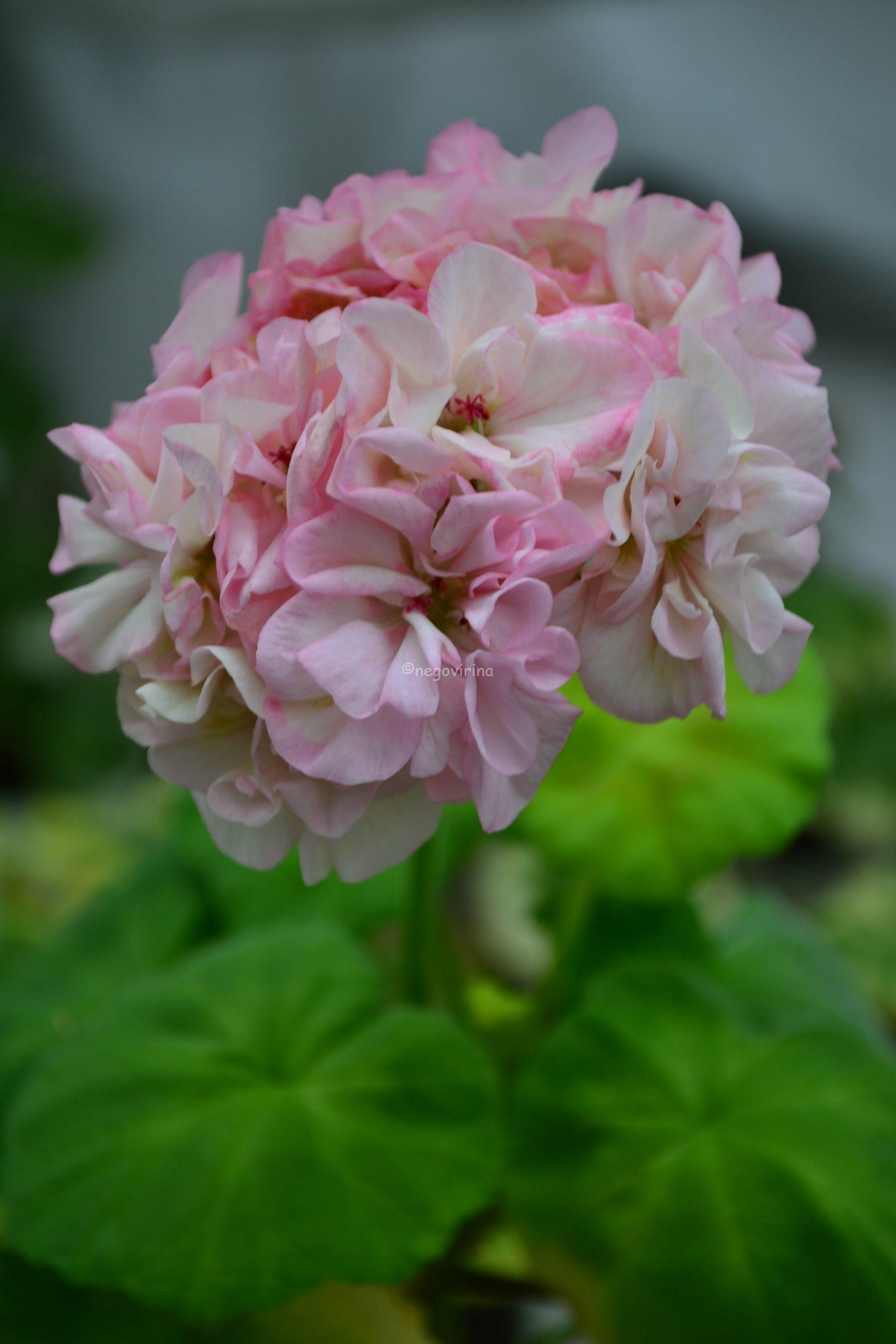 Deacon Golden Lilac Mist