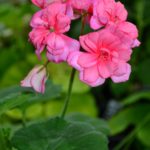 Jägershus Falej Jägershus Falej