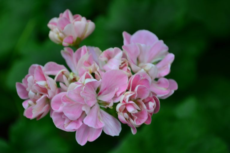 Odensjö Violette Flore Odensjö Violette Flore