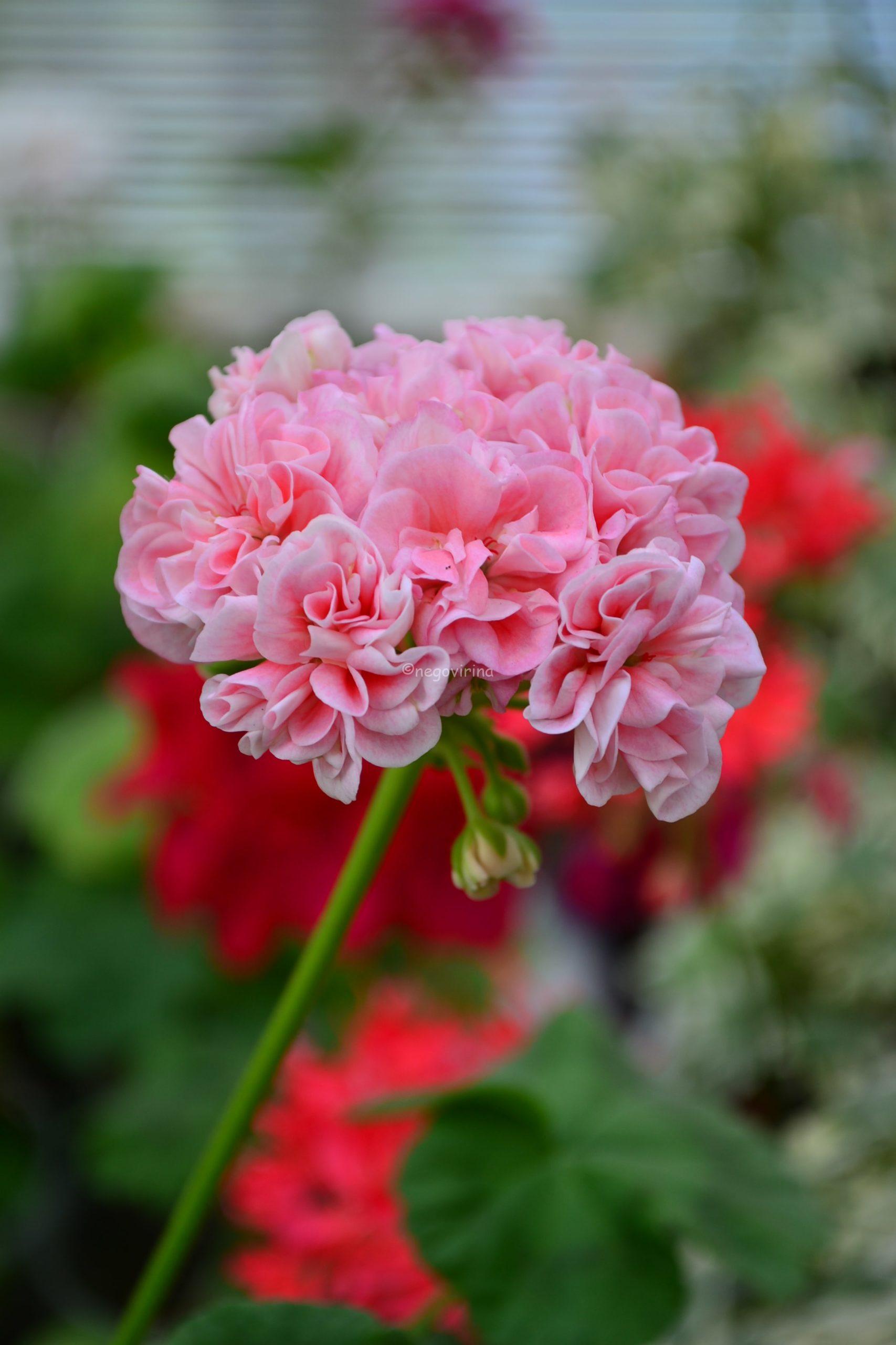 Blooming Tutu