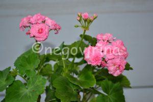 Черенки в наличии Grainger's Antique Rose