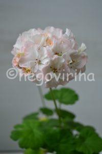 Мои сорта H - L Jagershus Froken Marianna