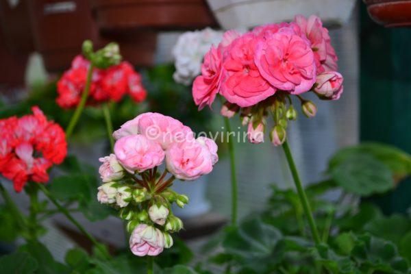 DSC_0315 (2)-min