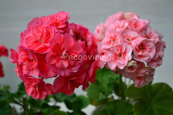 DSC_0779 (2)-min