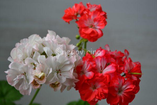 DSC_0934-min