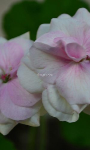 ОЧ Madpearl Rose
